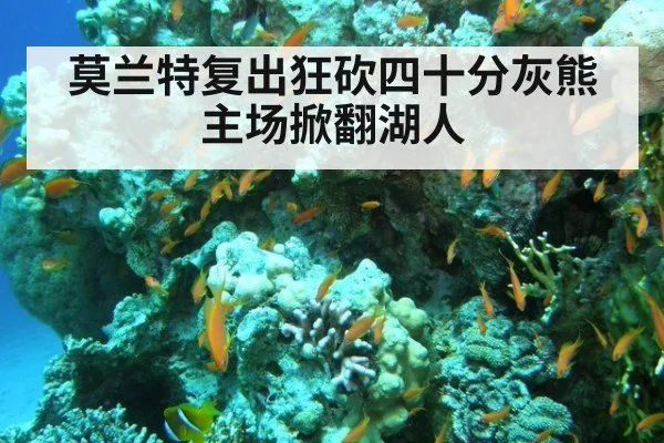 莫兰特复出狂砍四十分灰熊主场掀翻湖人